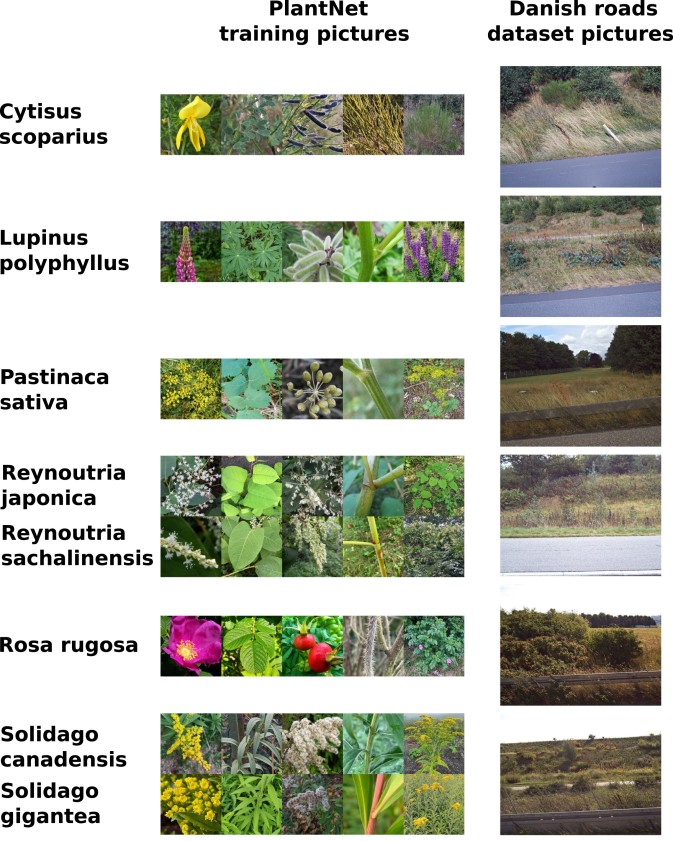New MAMBO publication explores AI-based detection of invasive alien plant species in roadside imagery