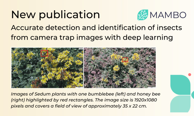 New dataset model accurately detects and classifies small insects in complex scenes