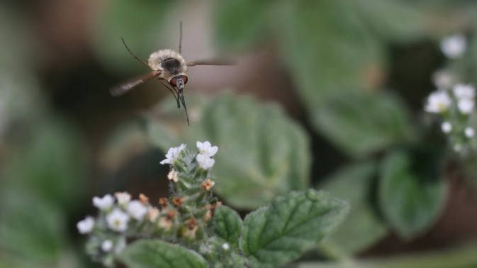 Harmonising plant and pollinator monitoring: MAMBO joins Paris symposium