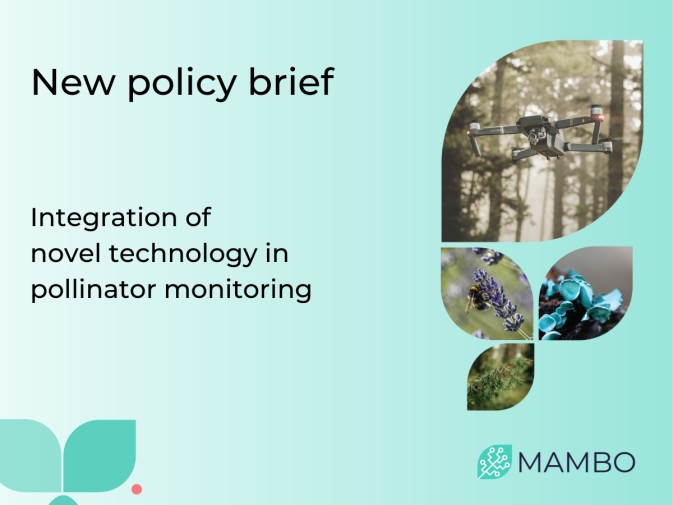 MAMBO's third policy brief