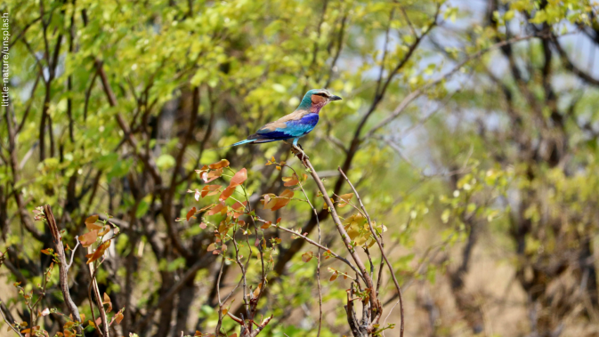 MAMBO takes part in Biodiversity Day campaign along with 22 other EU-funded projects