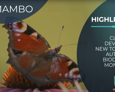 MAMBO 2022 Highlights
