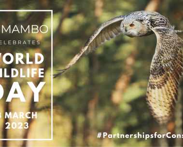 MAMBO celebrates World Wildlife Day!