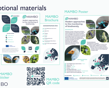 MAMBO's new promotional materials are here!