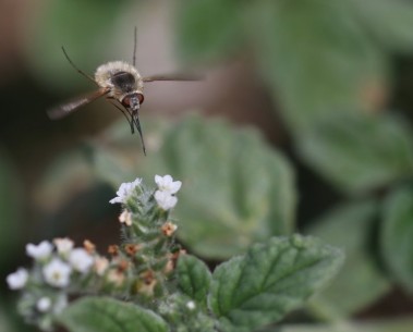 Harmonising plant and pollinator monitoring: MAMBO joins Paris symposium