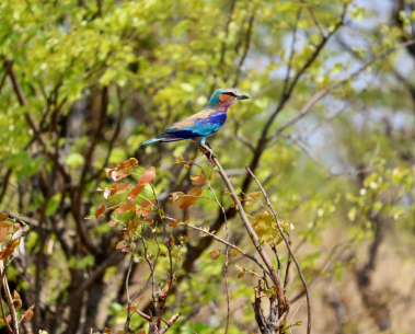 MAMBO takes part in Biodiversity Day campaign along with 22 other EU-funded projects