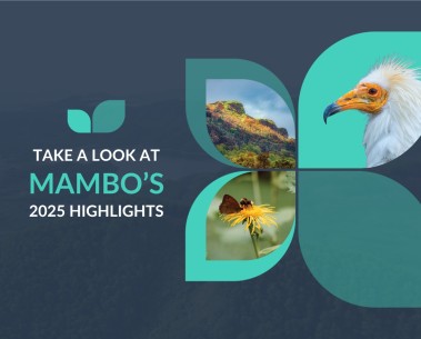 Highlights of MAMBO's year: New video recaps our 2025